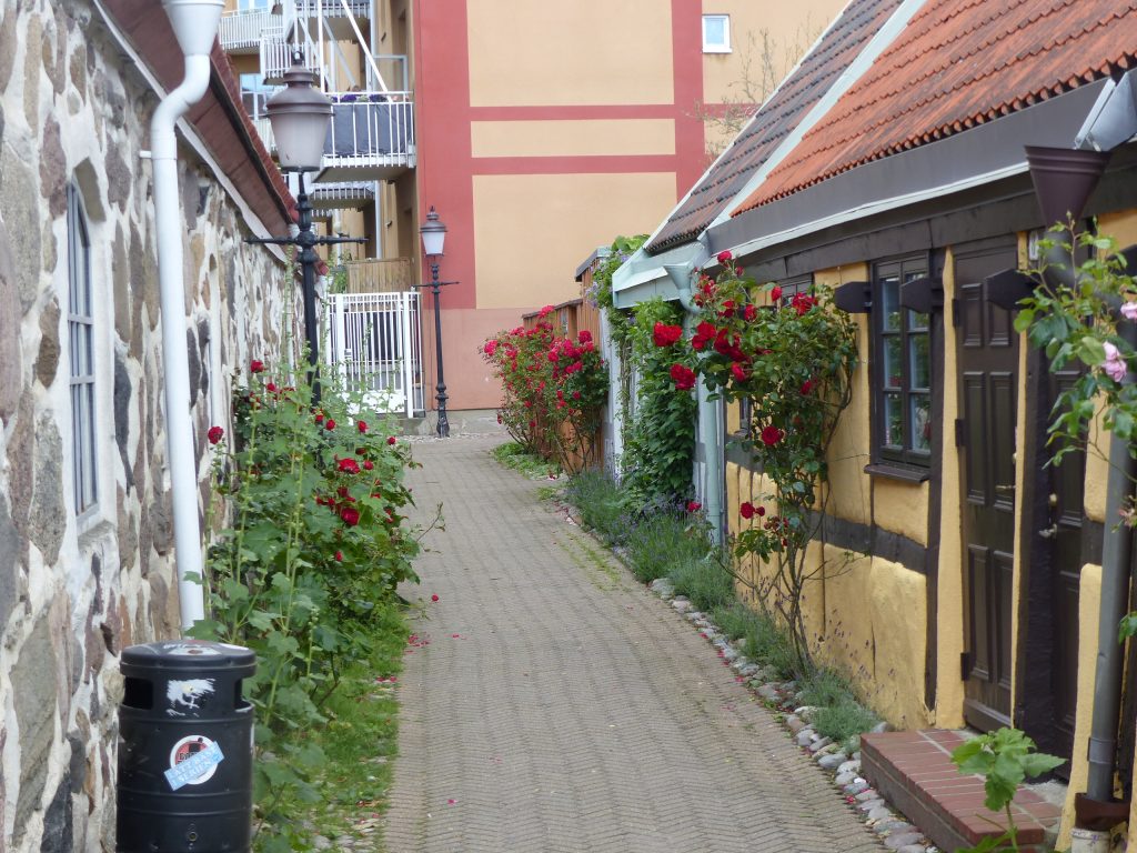 Stadtbild und Kleinklima - Kletterrosenstadt Luckenwalde