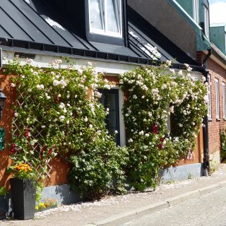 Stadtbild und Kleinklima - Kletterrosenstadt Luckenwalde