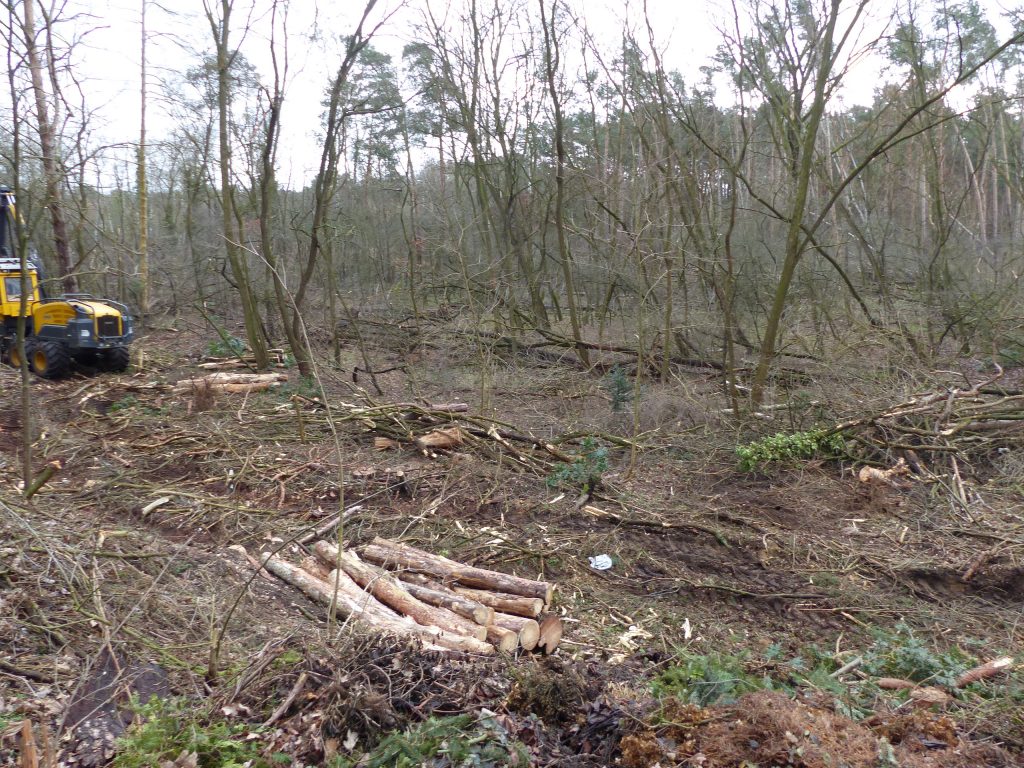 Der Luckenwalder Wald im Elch-Test