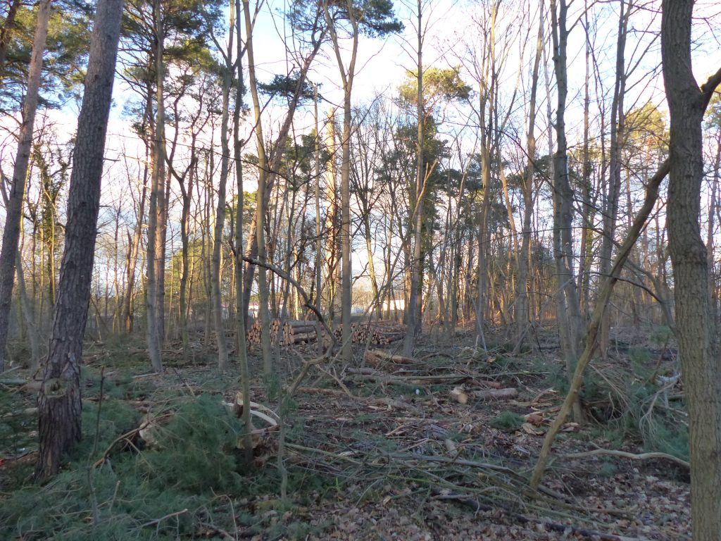 Der Luckenwalder Wald im Elch-Test