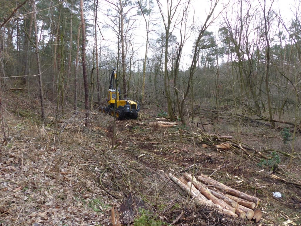 Der Luckenwalder Wald im Elch-Test