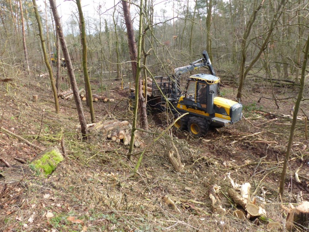 Der Luckenwalder Stadtwald