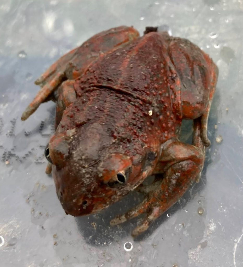 Froschkönig gesichtet!
