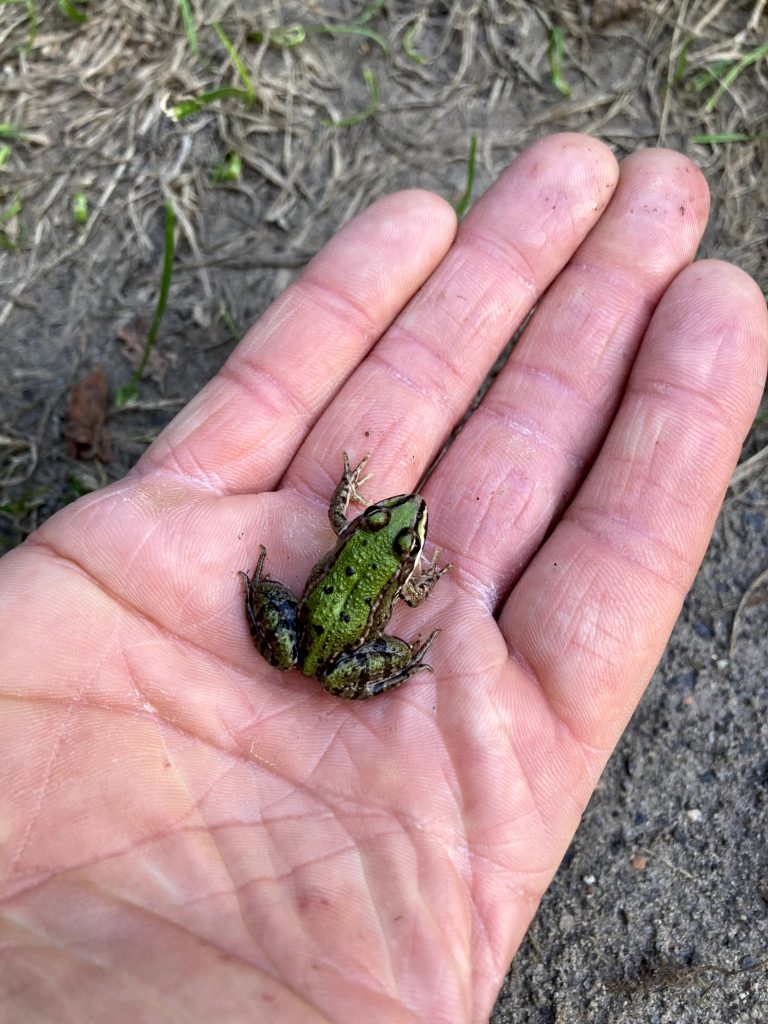 Froschkönig gesichtet!