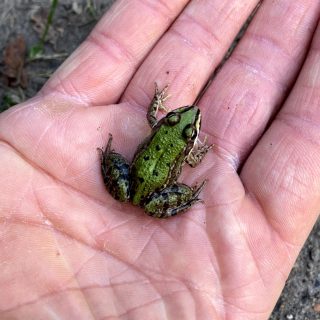 Froschkönig gesichtet!