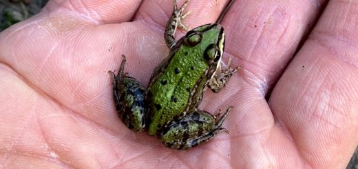 Froschkönig gesichtet!