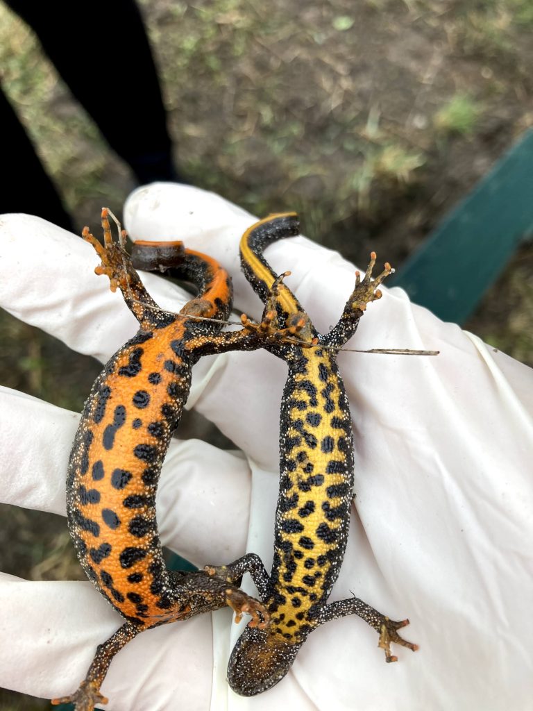 Froschkönig gesichtet!