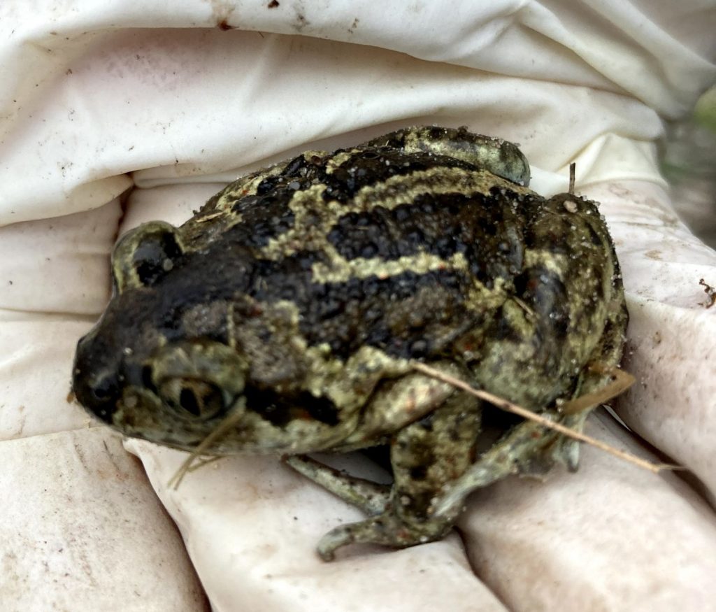 Froschkönig gesichtet!