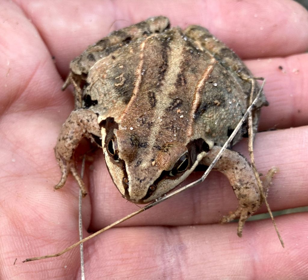 Froschkönig gesichtet!