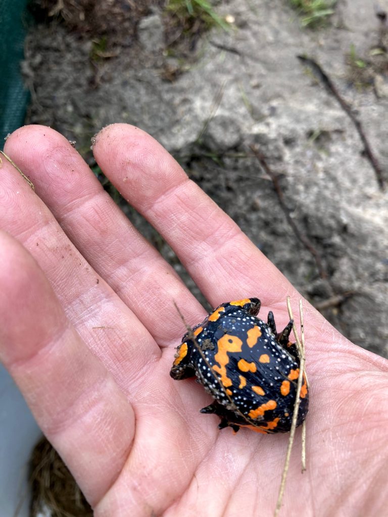 Froschkönig gesichtet!