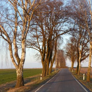 Hoffnung für Landschaftsbild und Kleinklima.