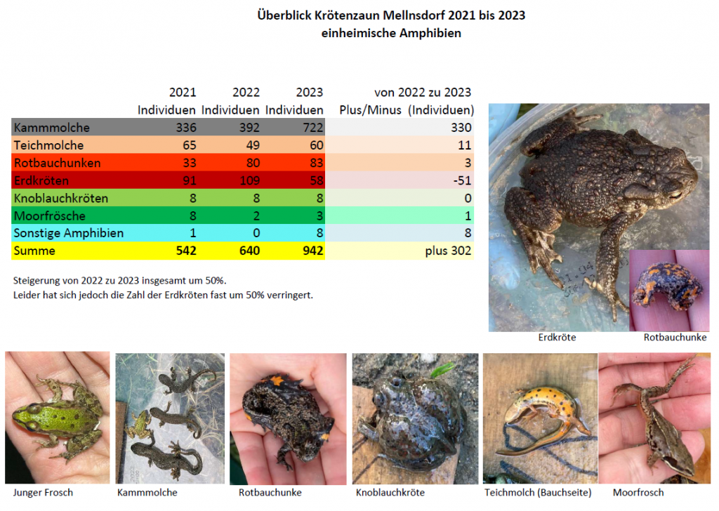 Froschkönig gesichtet!